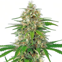 Bruce Banner - Wietzaadjes van Azarius Seeds