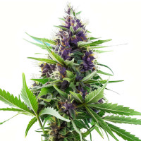 Blueberry - Wietzaadjes van Azarius Seeds