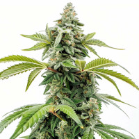 Apple Fritter - Cannabis Seeds by Azarius Seeds