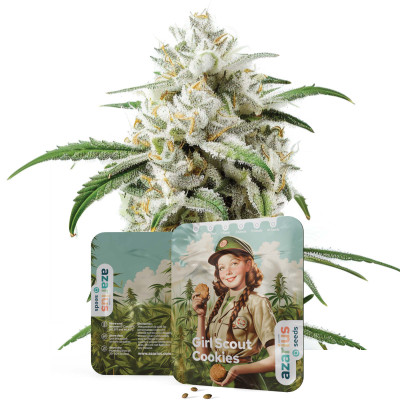 Girl Scout Cookies | Feminized Wietzaadjes Van Azarius