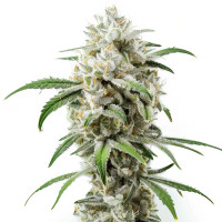 Girl Scout Cookies | Feminized Wietzaadjes Van Azarius