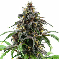 Granddaddy Purple | Feminized Wietzaadjes van Azarius