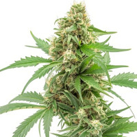 Pineapple Express | Cannabis Seeds by Azarius