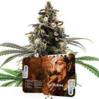 Do-Si-Dos Auto | Cannabis Seeds by Azarius