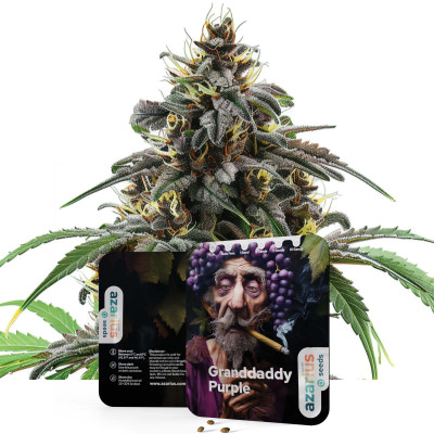 Granddaddy Purple Auto | Wietzaadjes Van Azarius