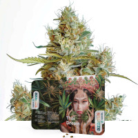 Thai Dream Gefeminiseerde Cannabiszaden van Azarius