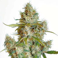 Thai Dream Gefeminiseerde Cannabiszaden van Azarius