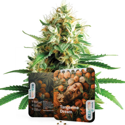 Tangerine Dream Gefeminiseerde Cannabiszaden van Azarius