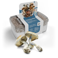 Cambodia Magic Mushroom Grow Kit | Azarius