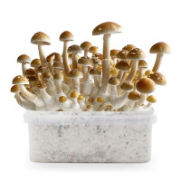 Treasure Coast Magic Mushroom Grow Kit | Azarius