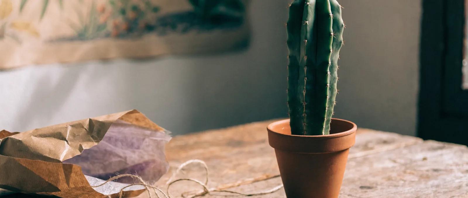 San Pedro cactus verzorging: eerste jaar stap voor stap