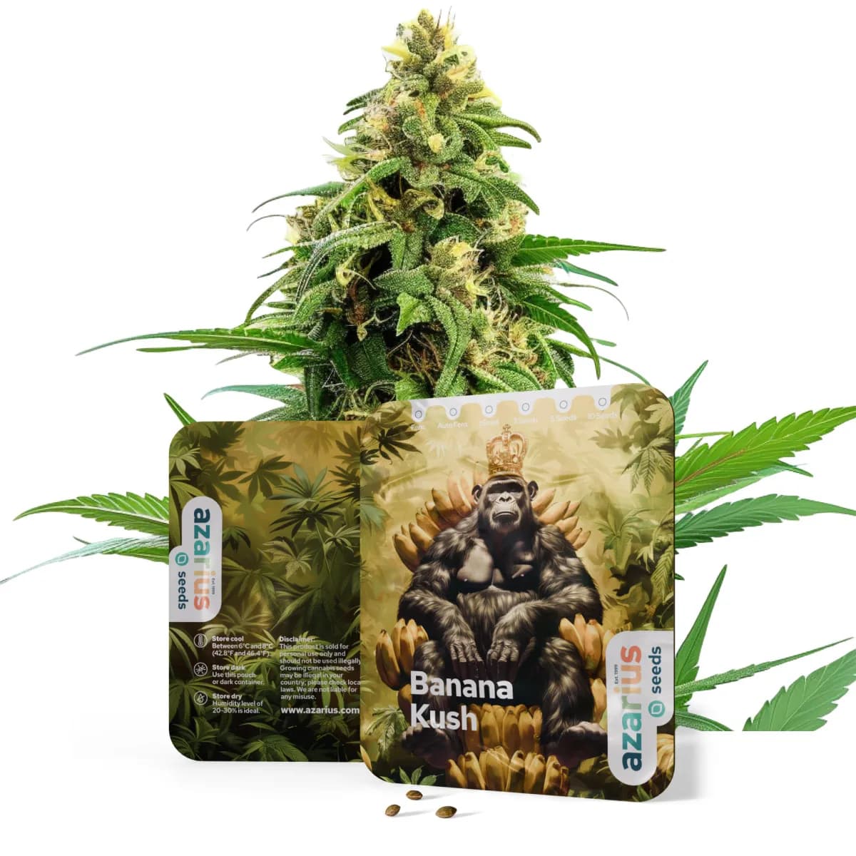 Banana Kush