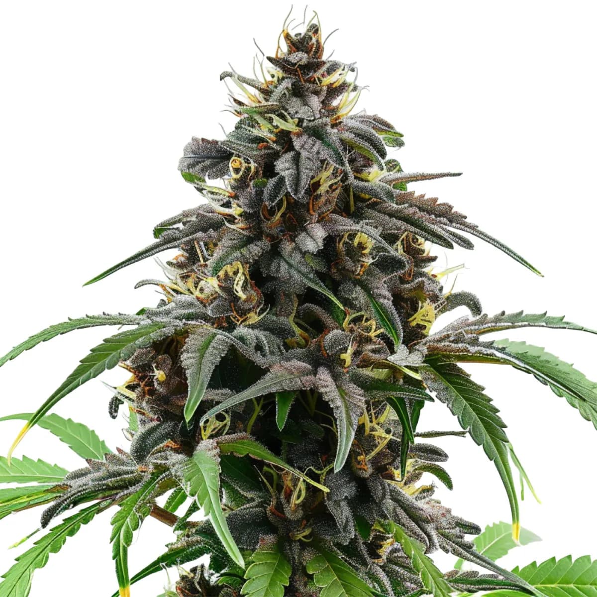 Granddaddy Purple