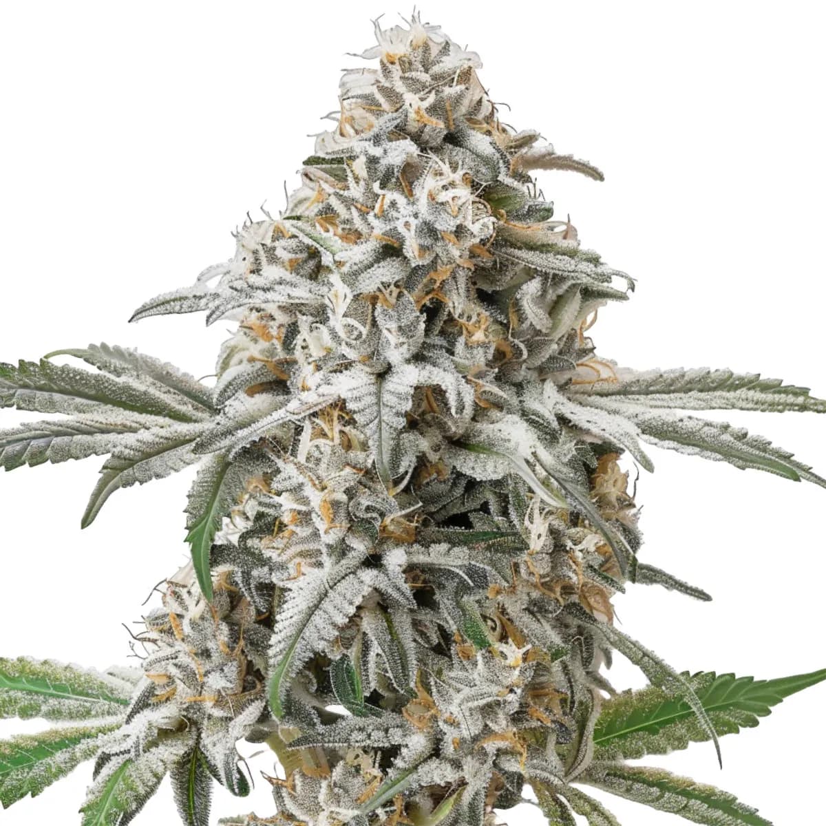 Green Crack