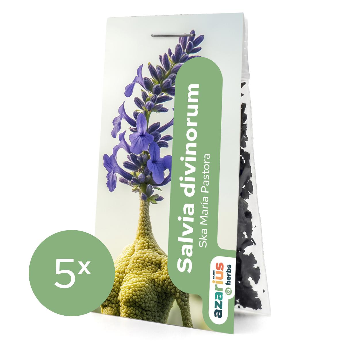 Salvia Divinorum 1x