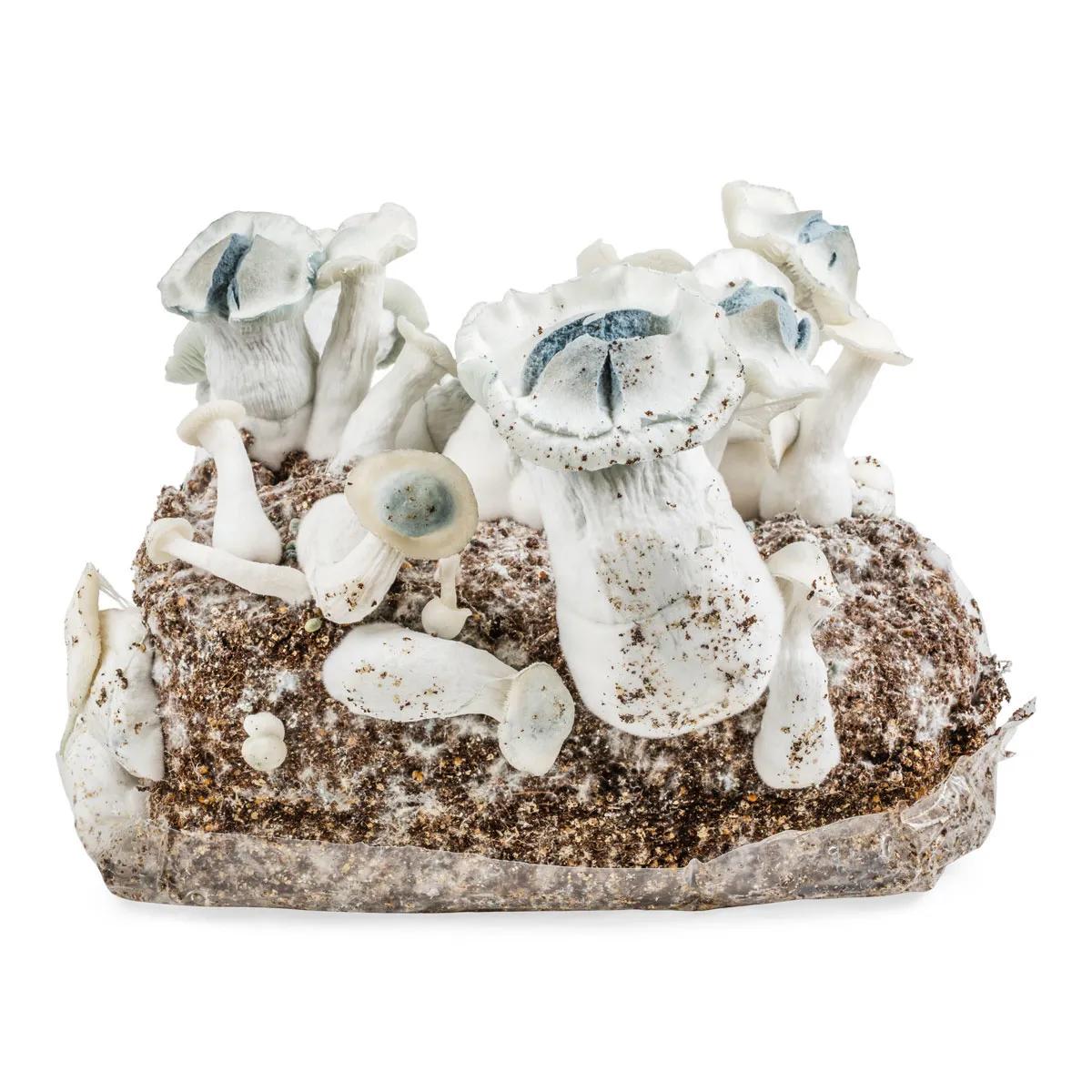 Ready-2-Grow kweekzak 'APE'