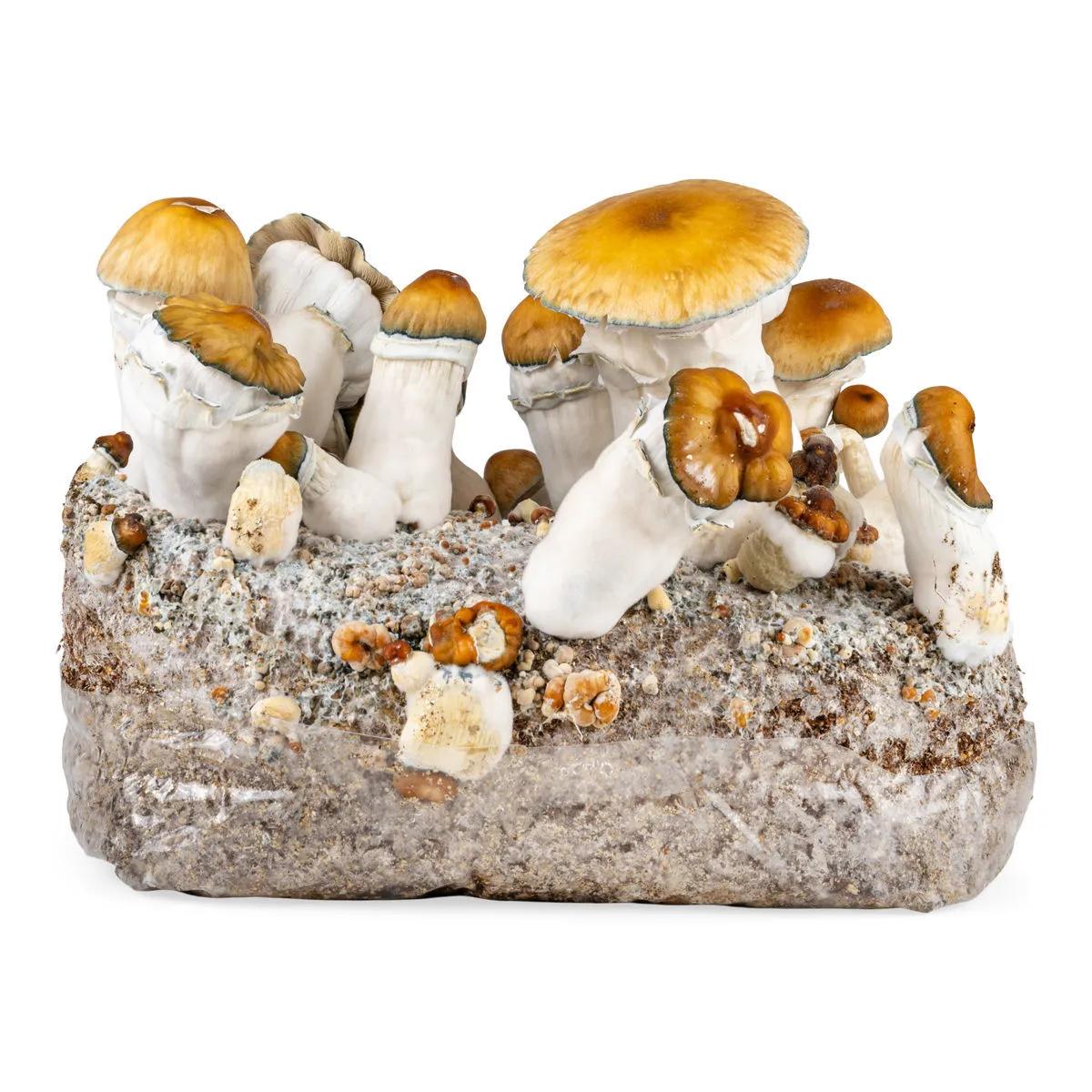Ready-2-Grow kweekzak 'Hillbilly Pumpkin'