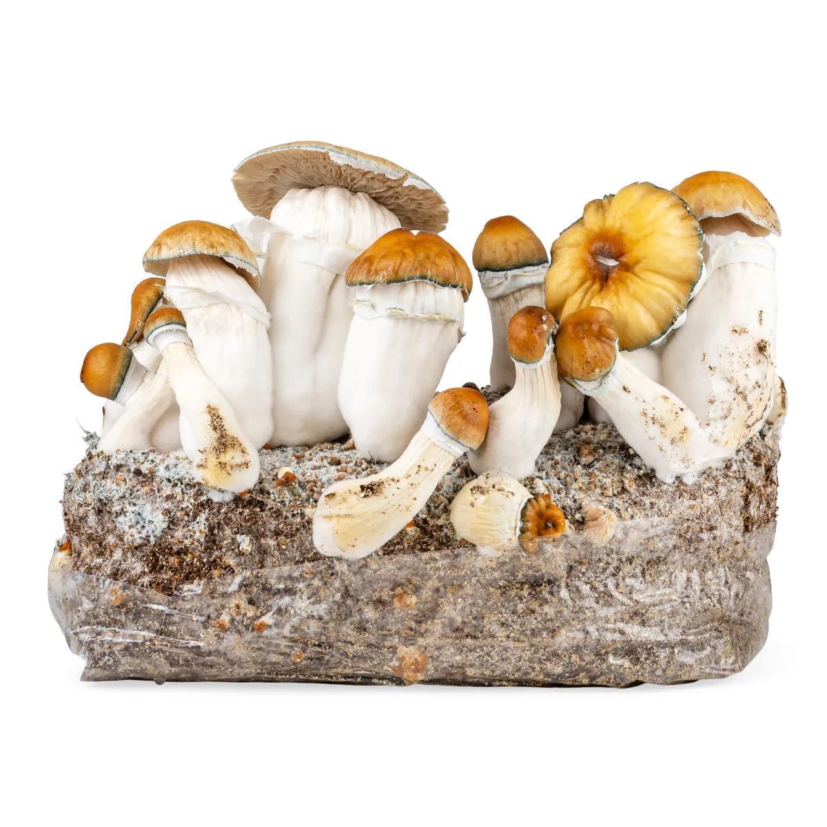 Ready-2-Grow kweekzak 'Hillbilly Pumpkin'