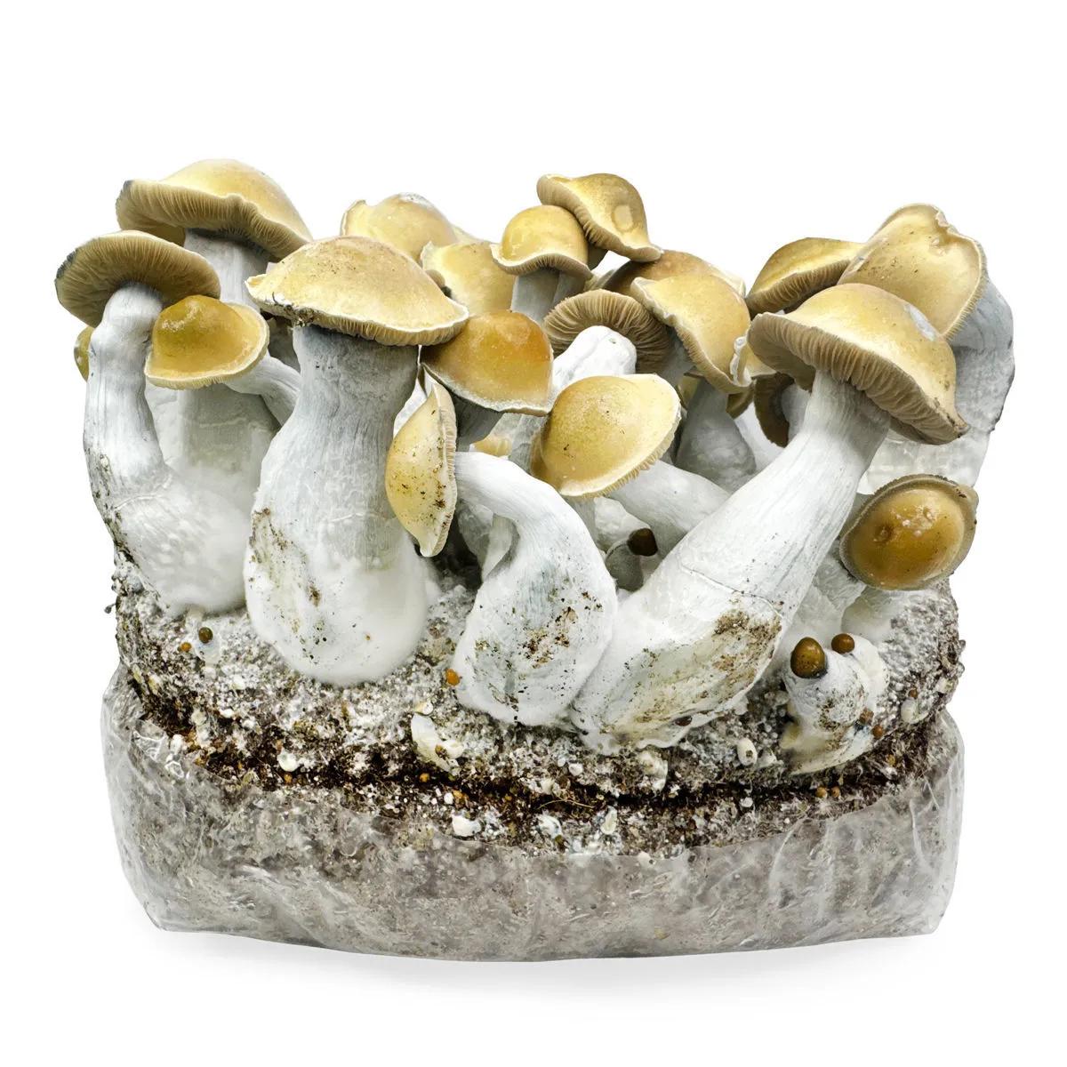 Ready-2-Grow kweekzak 'Makilla Gorilla'