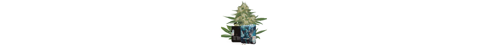 Premium Kush Cannabis Seeds | Original OG Genetics | Azarius