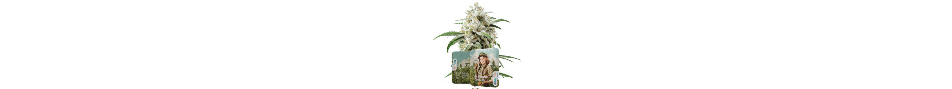 Cookies strains | Koop Cookies cannabis zaden bij Azarius