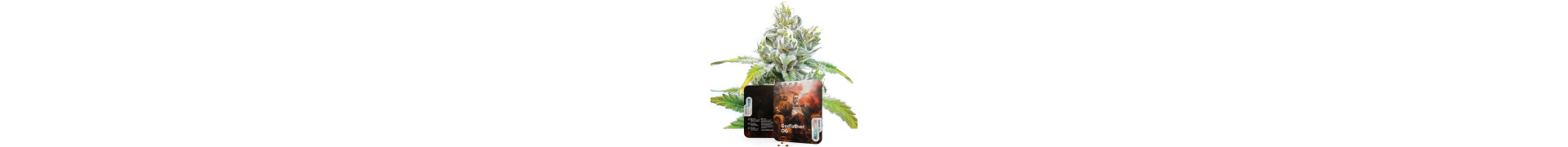 OG cannabis strains | Koop de beste OG strains bij Azarius