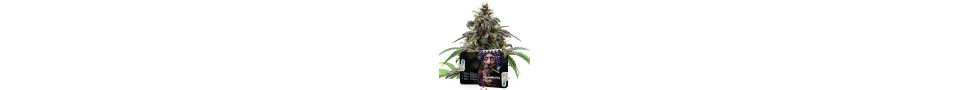 Purple Soorten Kopen | Premium Cannabis Zaden