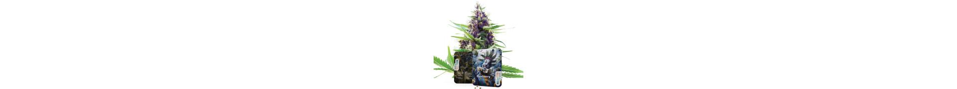 Blueberry Wietzaden | Topkwaliteit Genetics | Azarius Shop