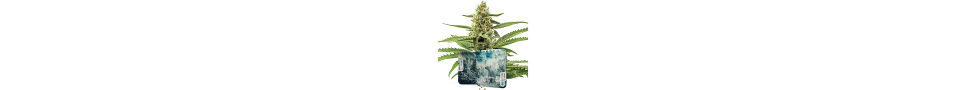 Northern Lights Zaden - Topkwaliteit Cannabis | Azarius