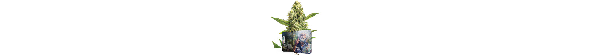 Buy the Best Jack Herer Cannabis Seeds Online