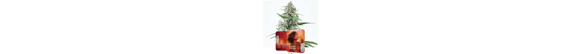 Sherbet Soorten Kopen | Premium Cannabis Zaden