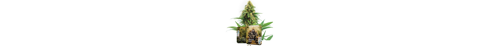 Banana cannabis strains | Koop Banana wietzaden bij Azarius