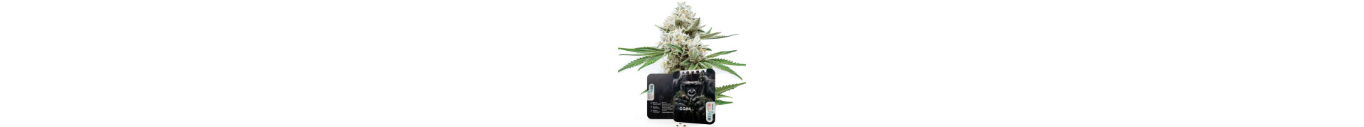 Premium Gorilla Cannabis Zaden | Topkwaliteit | Azarius