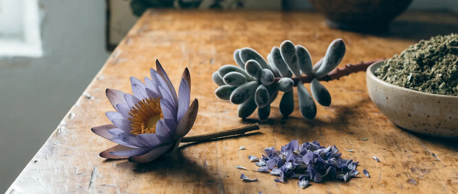 Blue lotus vs kanna: verschillen op een rij